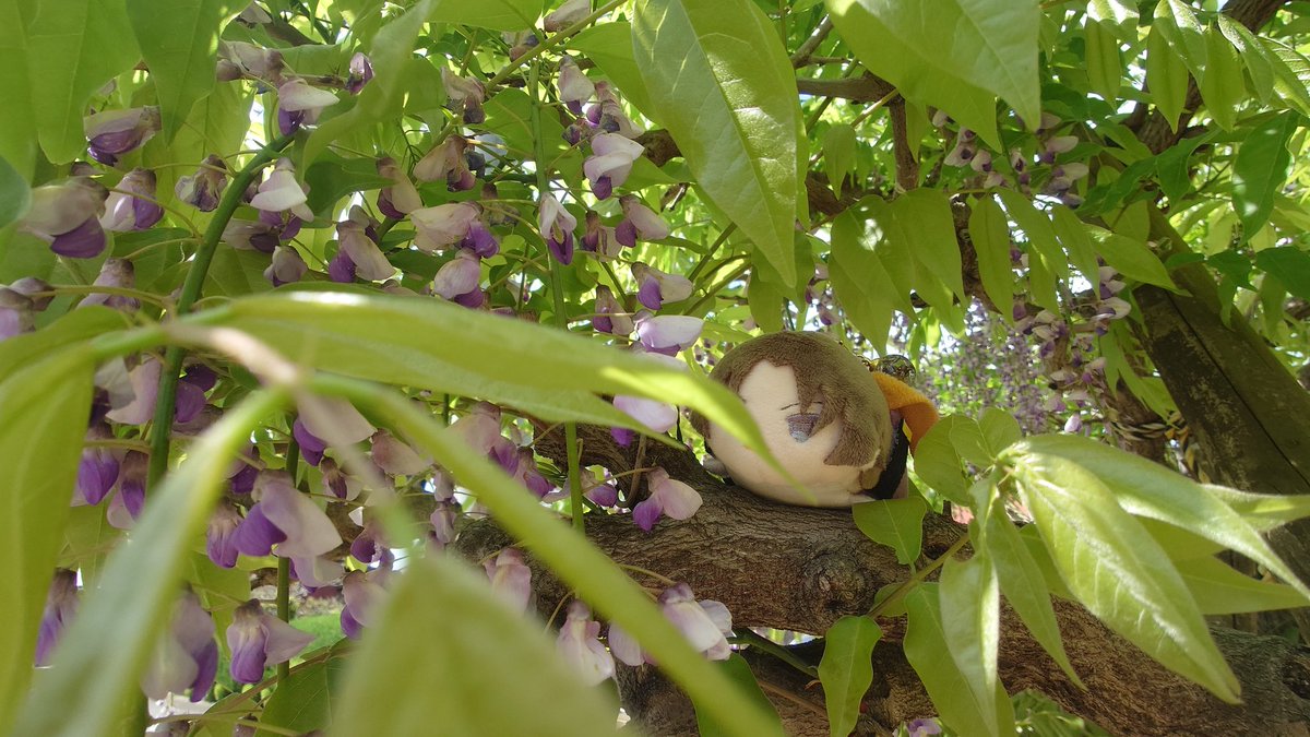 百＠次は5/5 tweet media