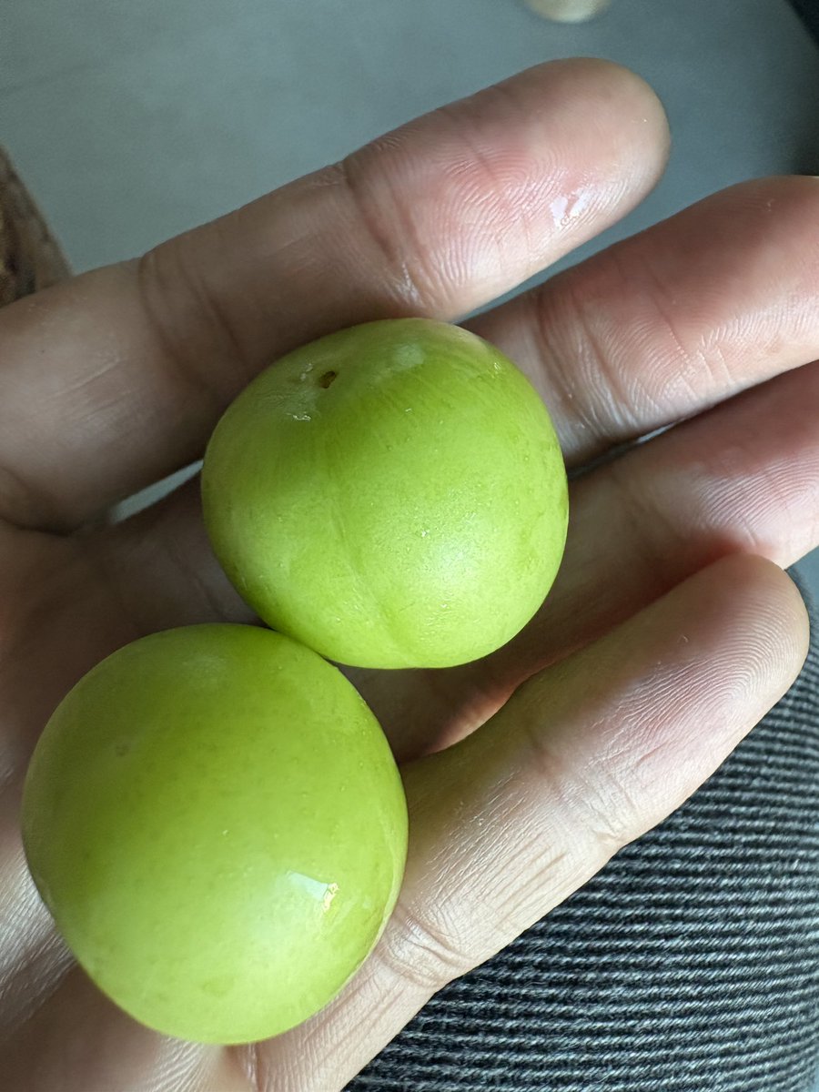 𝔅𝔞𝔯𝔯𝔶 ℌ𝔞𝔯𝔯𝔡𝔡𝔶 ꧁楽꧂👩🏻‍💻 tweet media