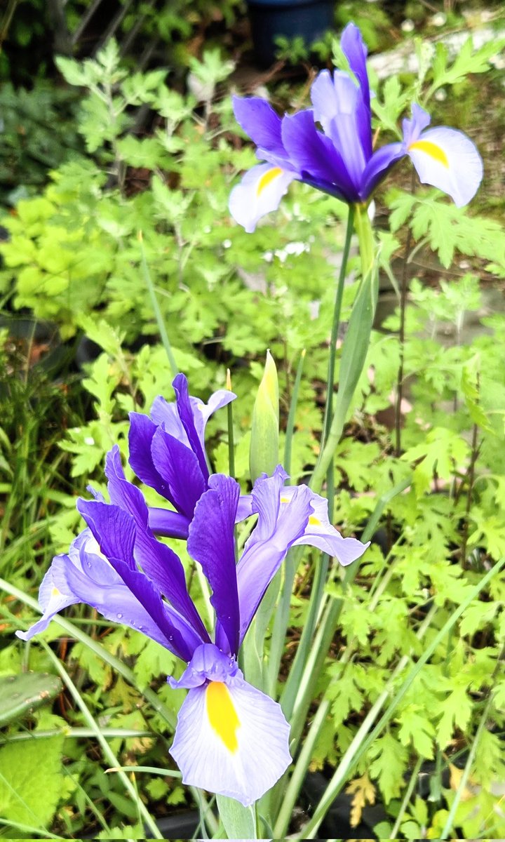 🚀テルテル姫🏯 tweet media