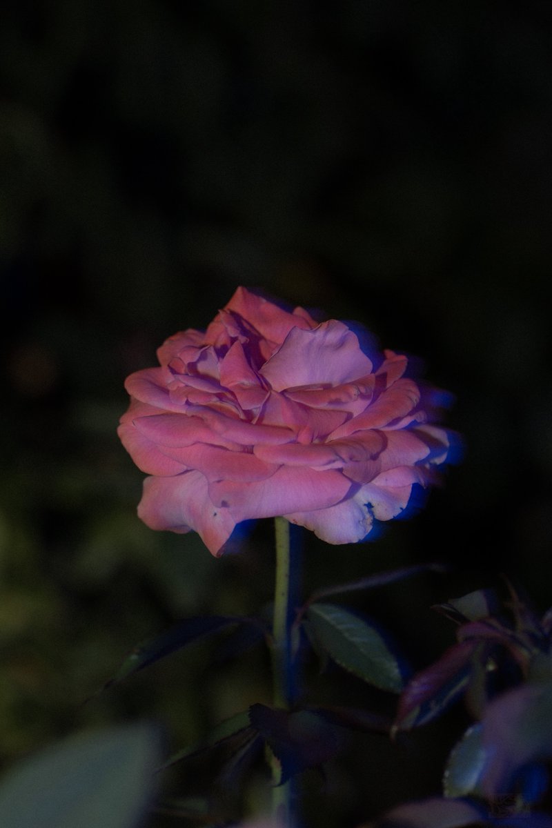 ғʟxᴡxʀsʜxᴘ 田中 tweet media