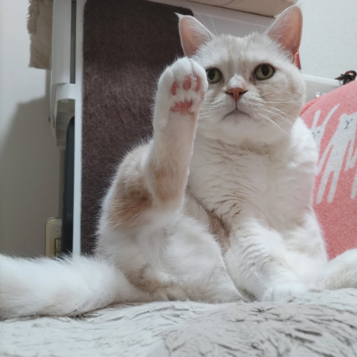 IppukuIssho's tweet photo. 短い足をちょいっと上げて♪🐱

うちの子 かめたん🐢 https://t.co/4uf8Z1Mhv9