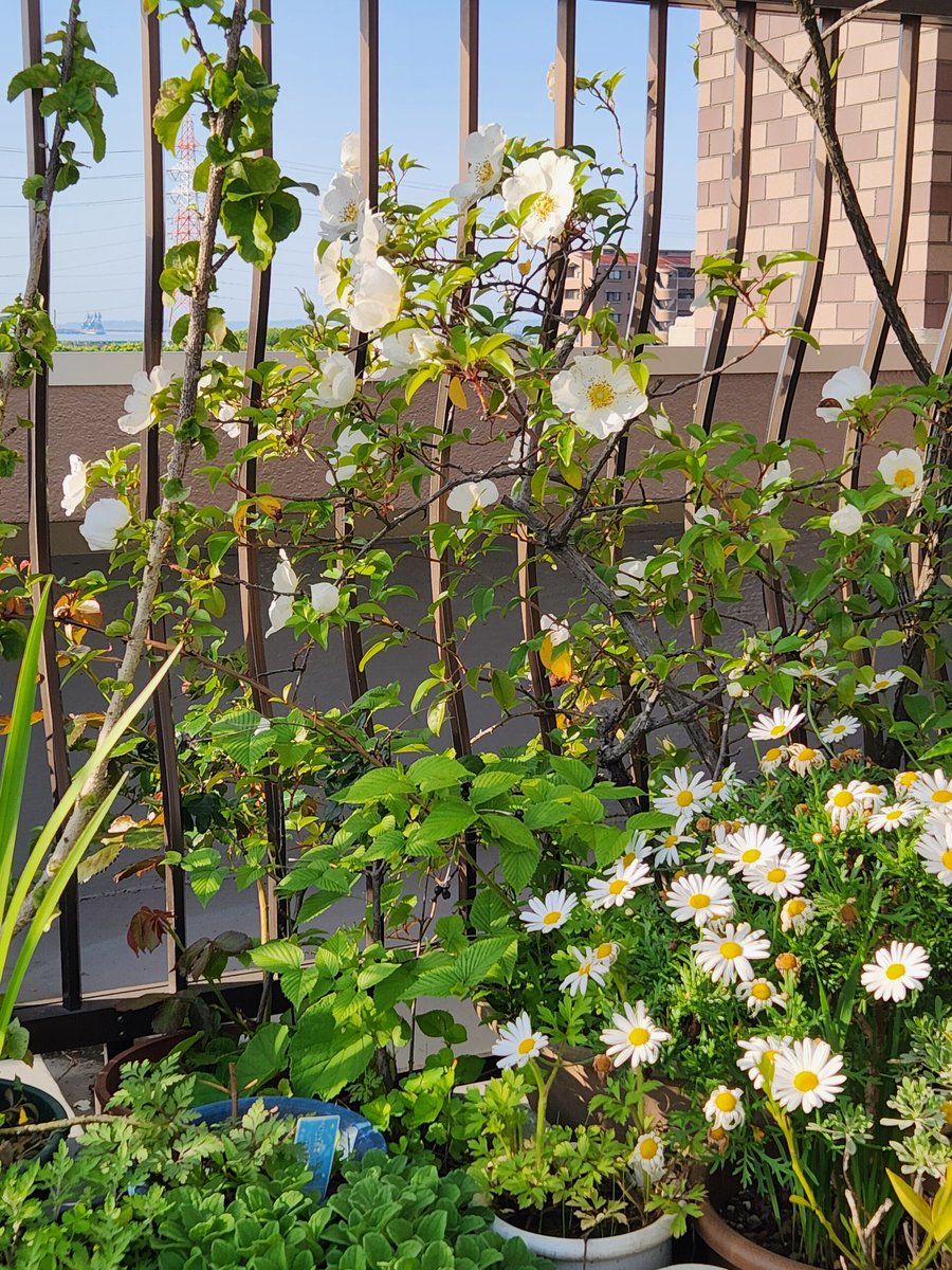 髭さん tweet media