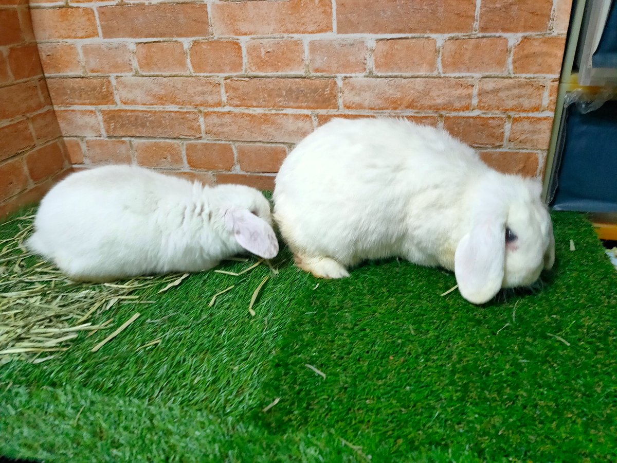 スノラビ🐰2羽の白ロップ tweet media