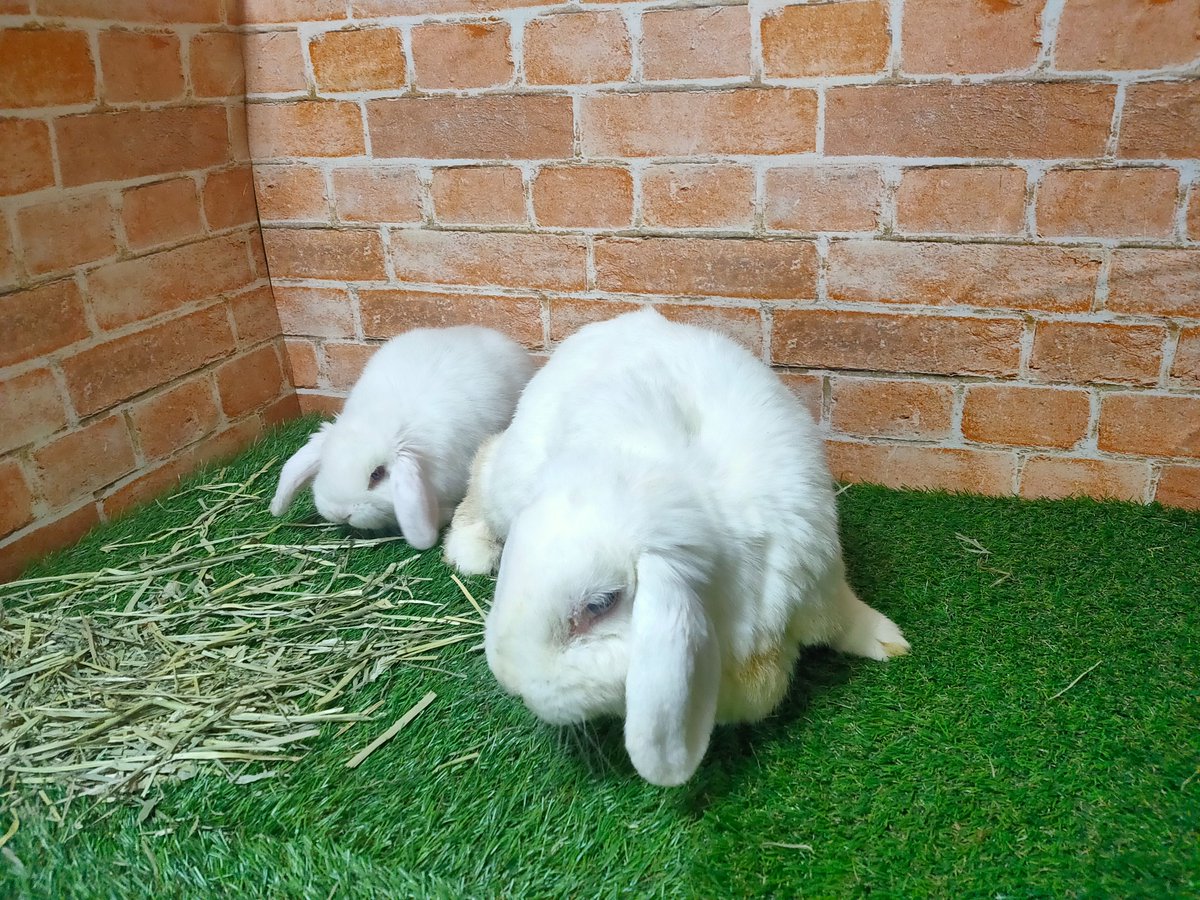 スノラビ🐰2羽の白ロップ tweet media