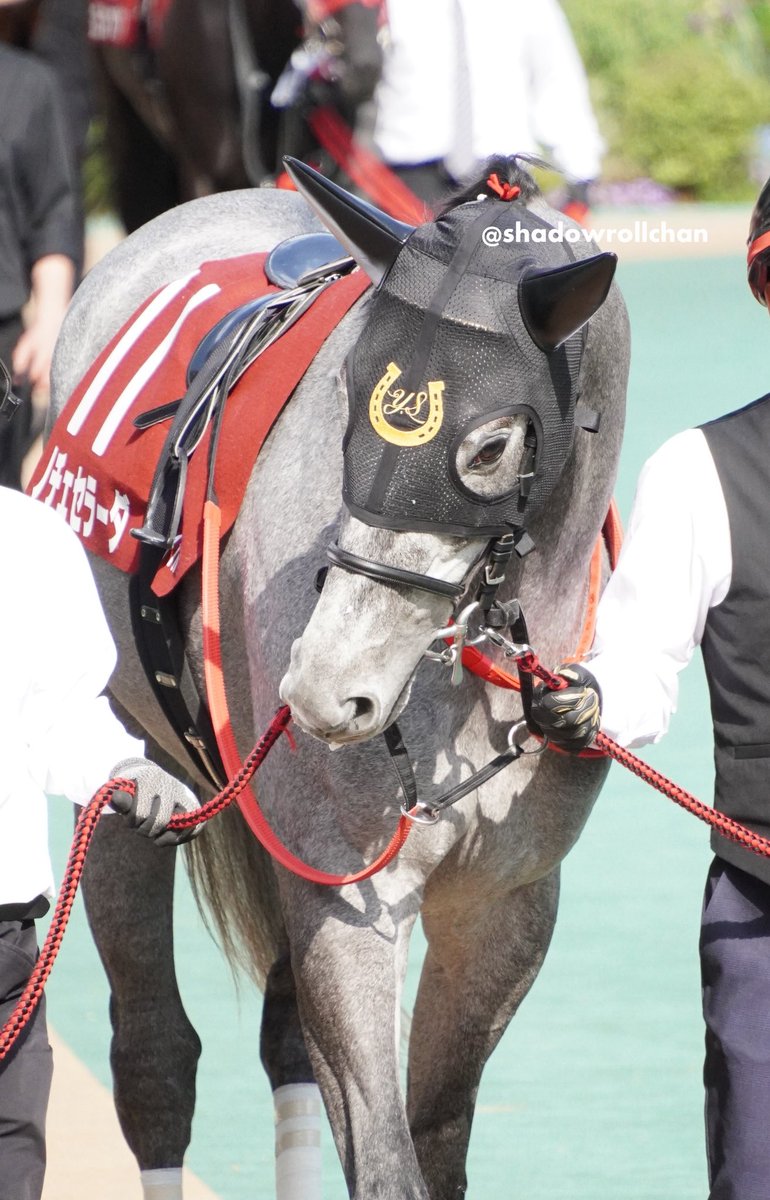 シャドーロールちゃん🪻 tweet media