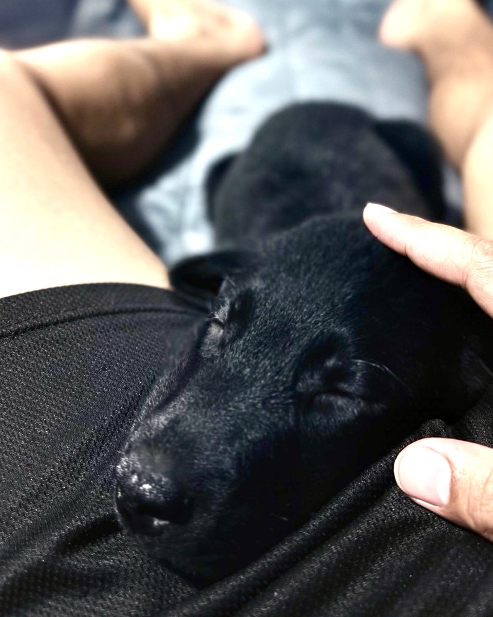 engrthesecond's tweet photo. April 2025 ➡️ April 2026

Baby Shadow to Bigboy Shadow ￼￼￼￼￼￼￼￼￼￼￼￼￼￼🐾🐕‍🦺 https://t.co/omOhY1bP8G