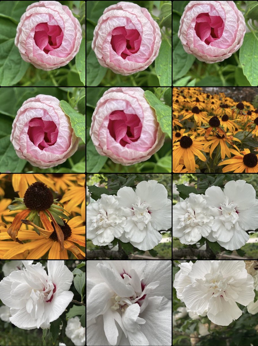 nejsnave's tweet image. I have hundreds of pictures of the beauty of little Norway park and I intend to post them all. #onpoli