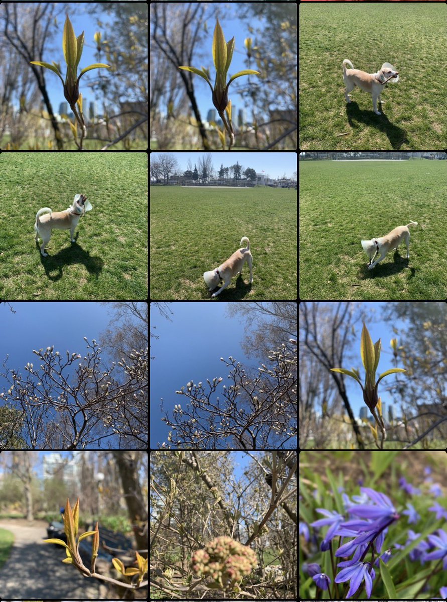 nejsnave's tweet image. I have hundreds of pictures of the beauty of little Norway park and I intend to post them all. #onpoli