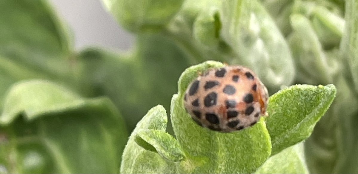 上原友里 tweet media