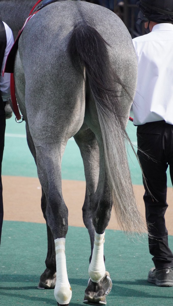 シャドーロールちゃん🪻 tweet media