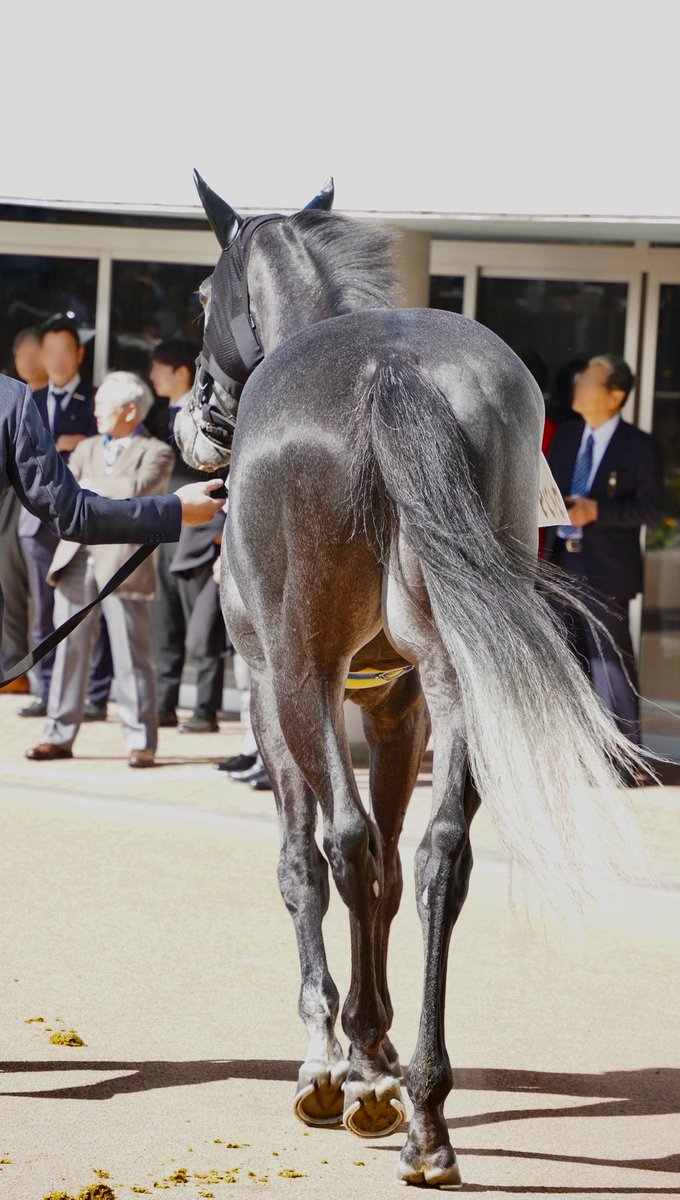 シャドーロールちゃん🪻 tweet media