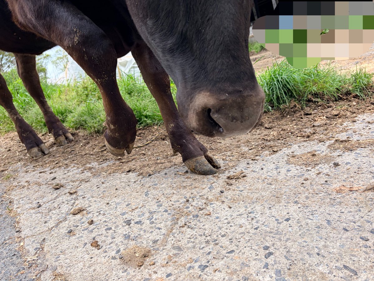 和牛ぎゃる🐃🌺お肉中毒者🪼 tweet media