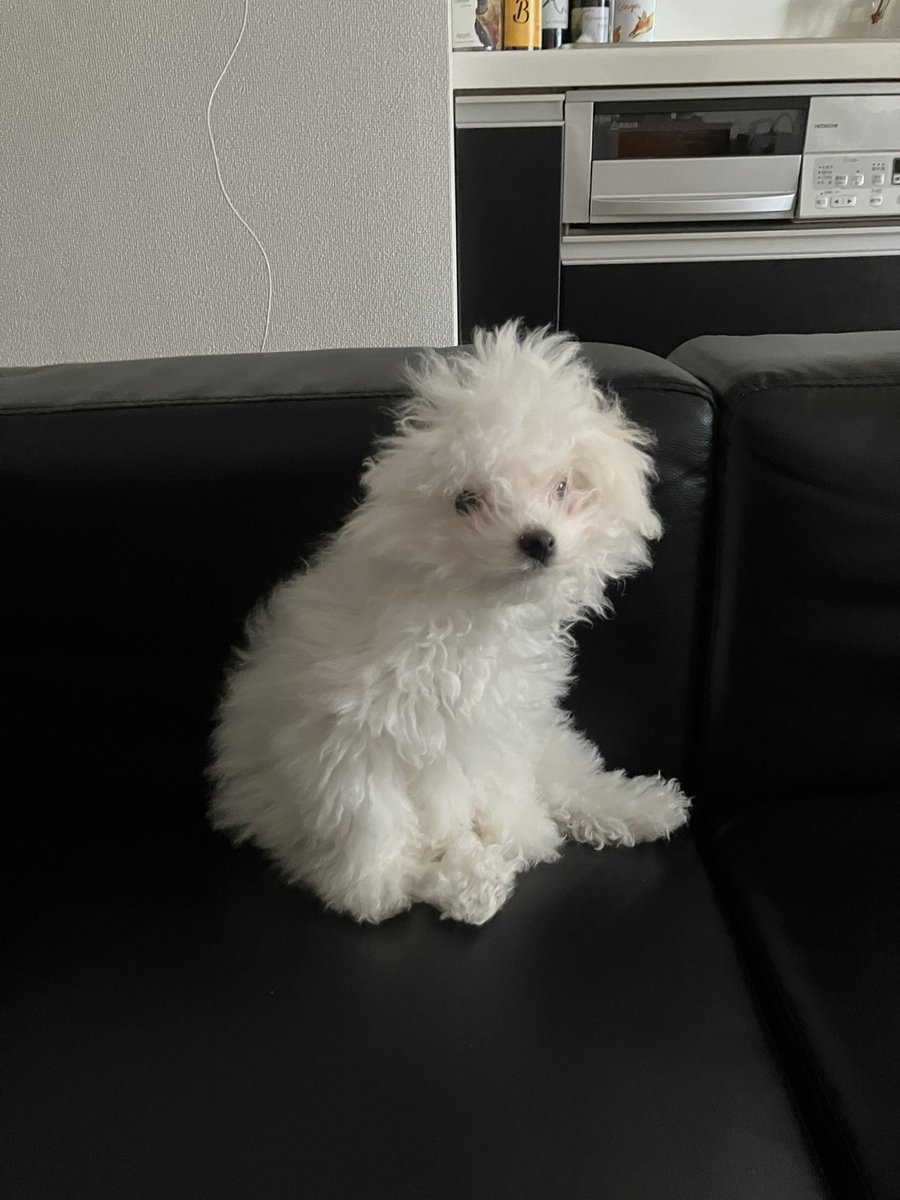 犬にも寝起きの顔がある