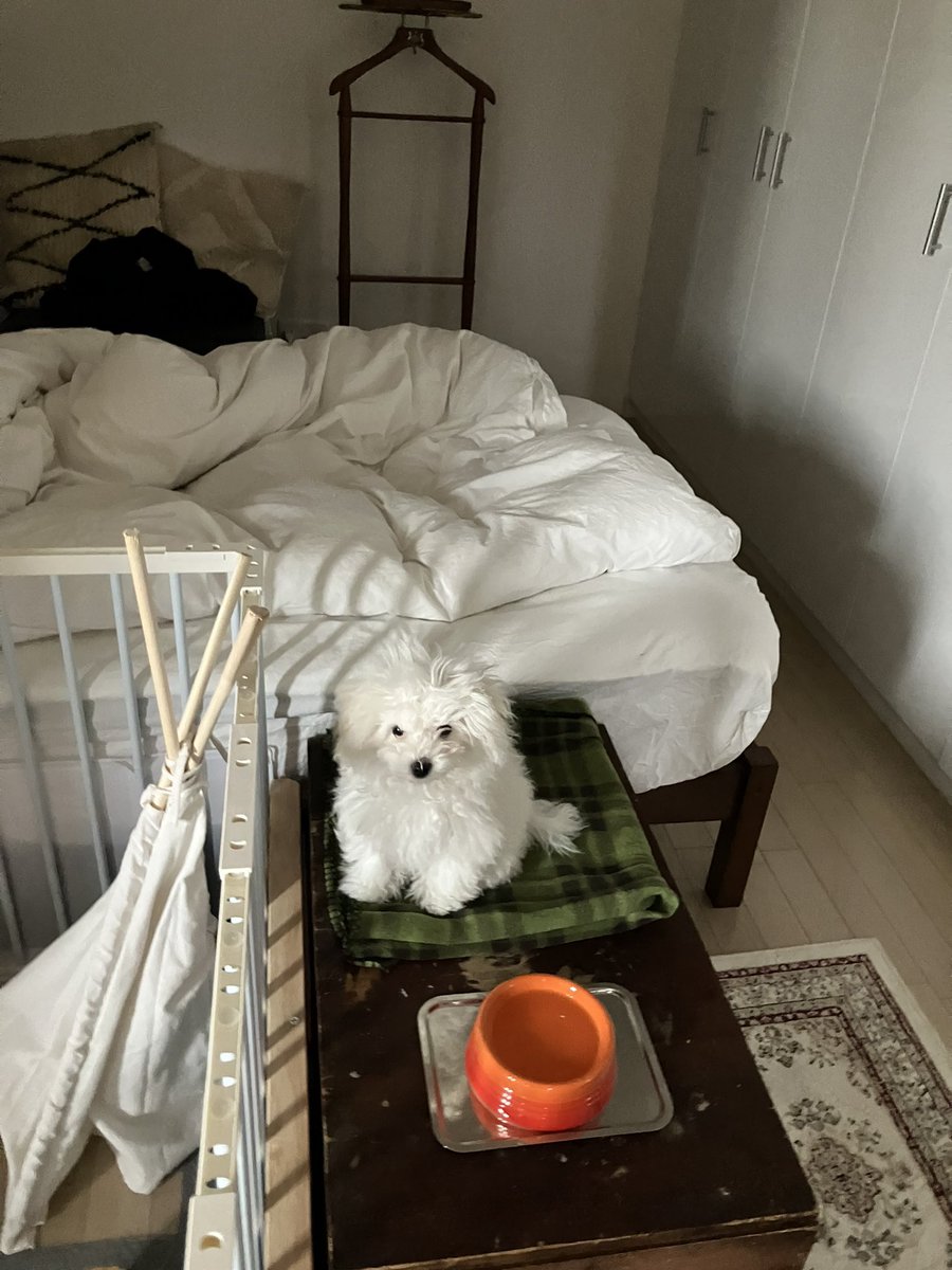 白く、柔らかな犬 tweet media