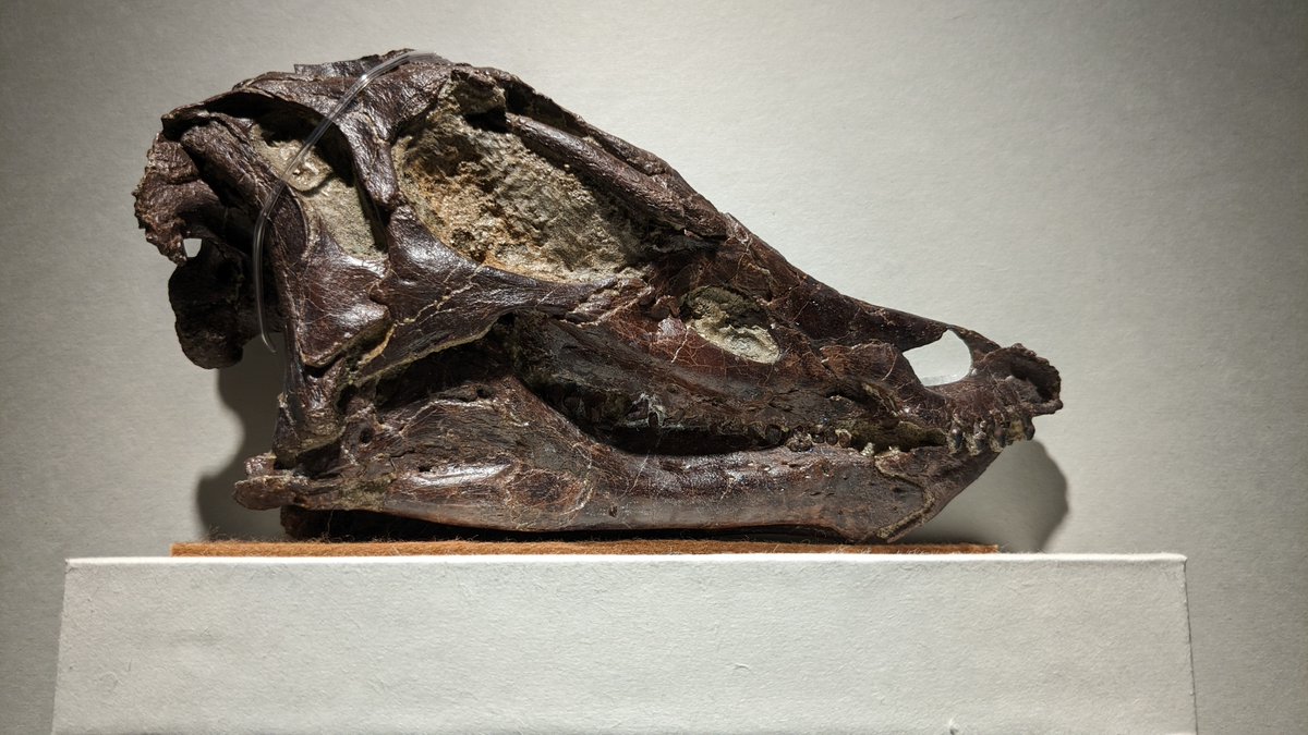 Blackbuck tweet media