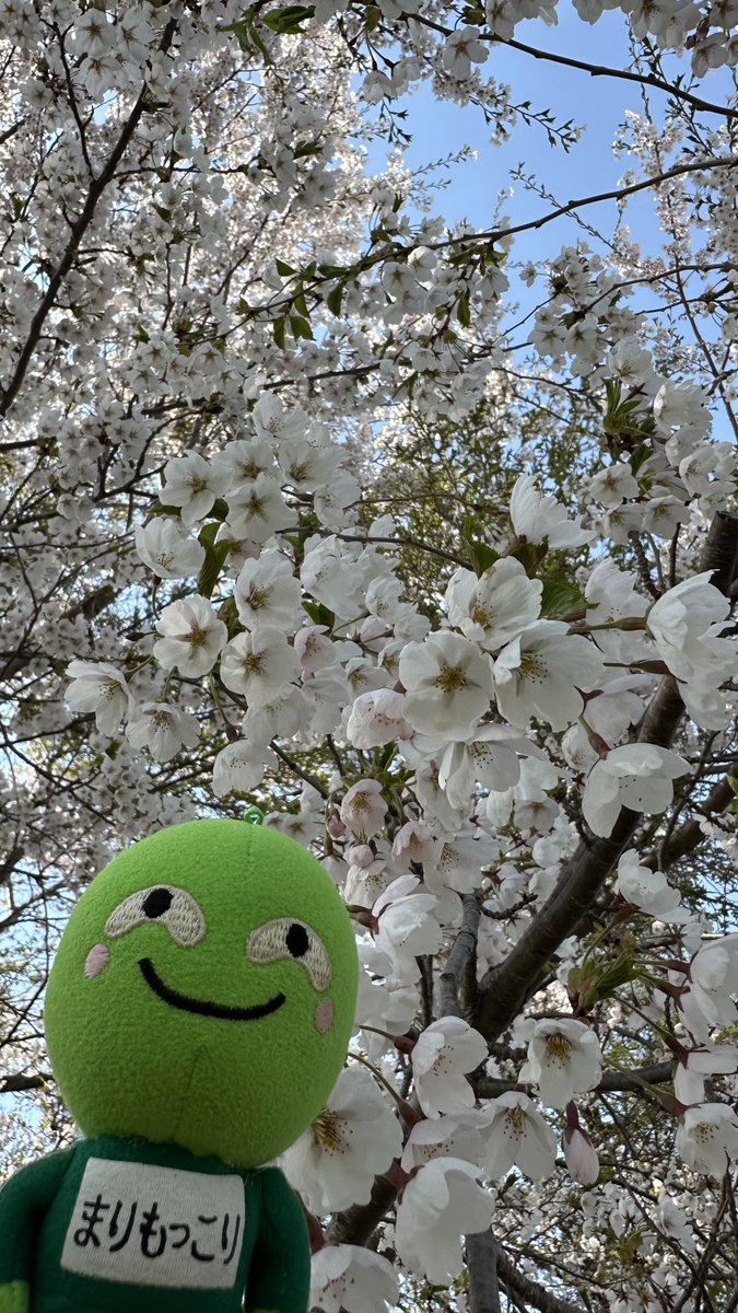 ボクの桜満開です！