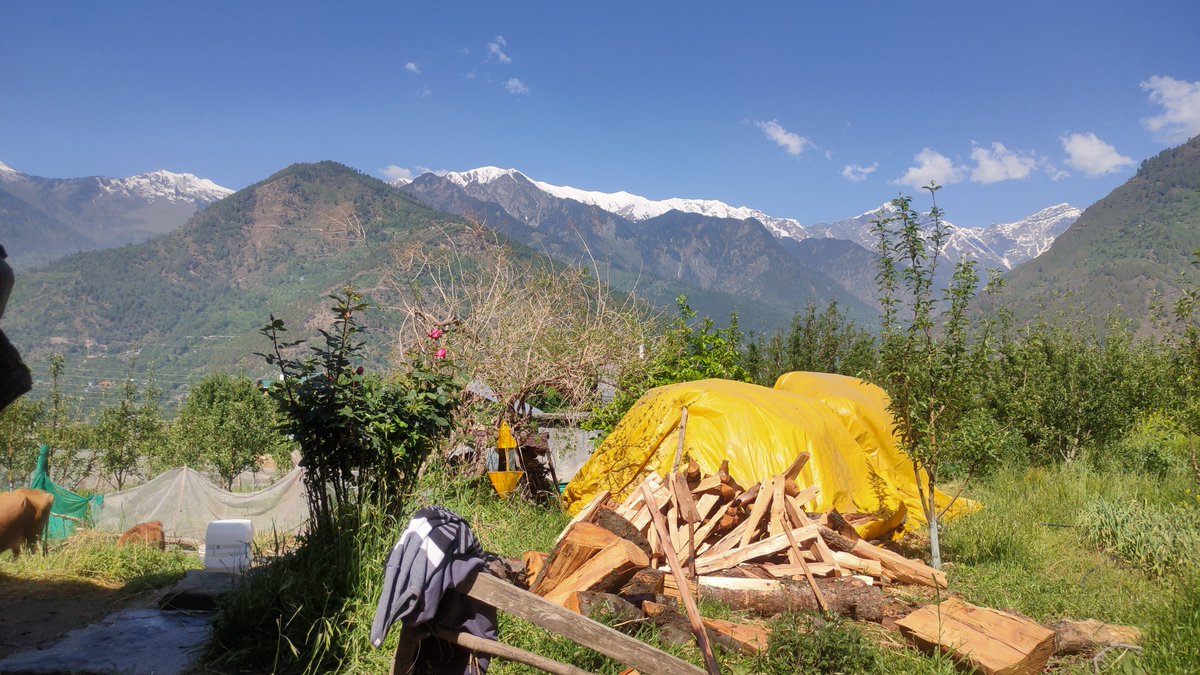 thw4u's tweet image. Sunday ❌
WorkDay ✅

For Village Function

#villagelife #mountains #HimachalPradesh