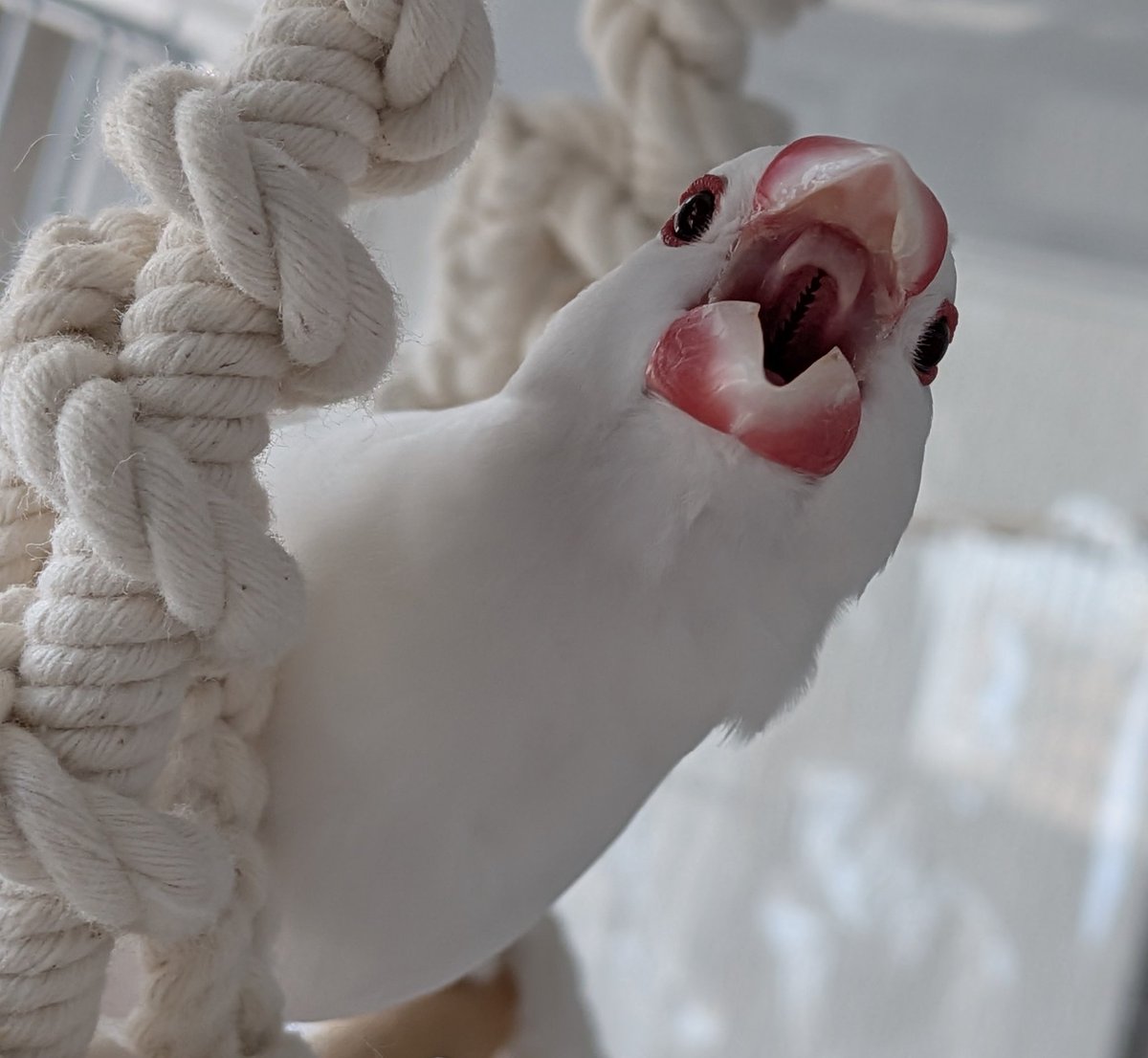 ゆきちか tweet media