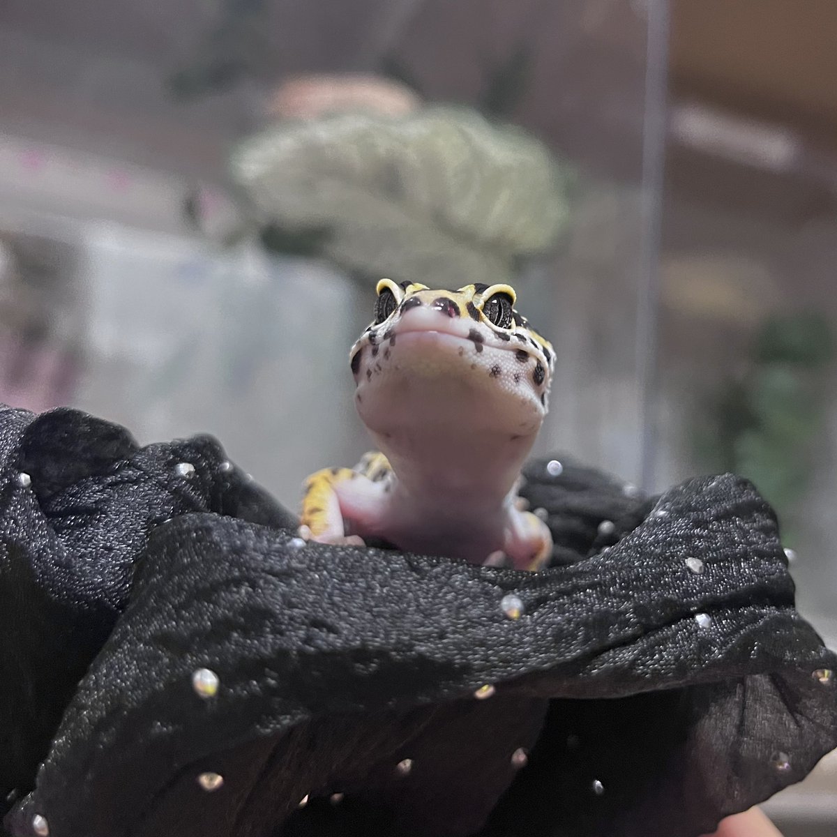 BukkRep's tweet image. Princess Shahitukra on the cushion (actually my new scrunchie)

#Leopardgecko
#レオパードゲッコー