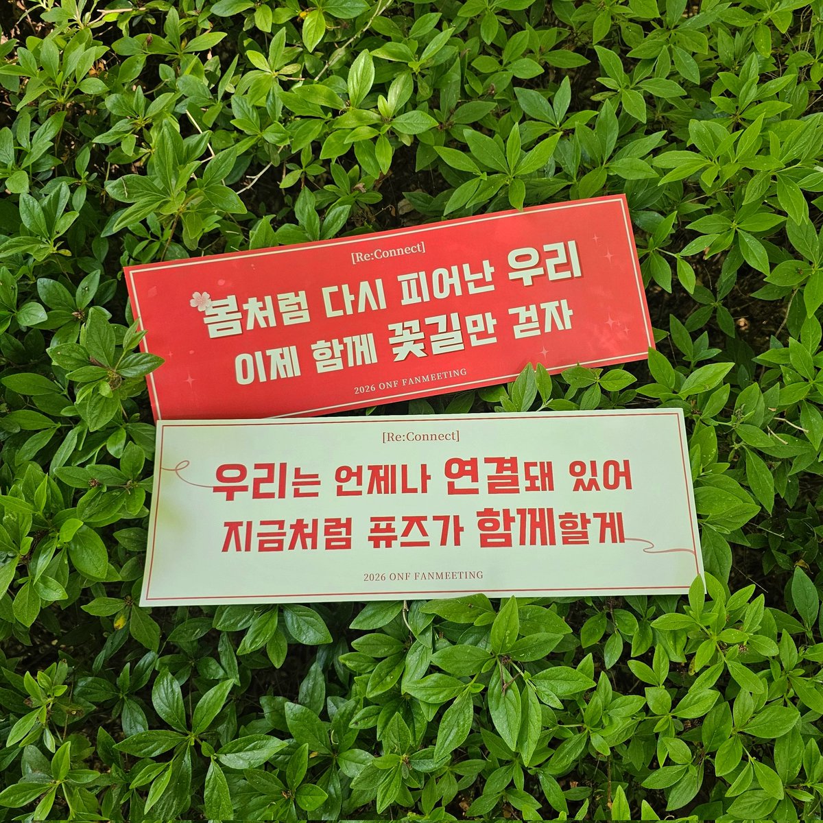 WONDER_950113's tweet photo. 봄처럼 다시 피어난 우리의 시작에 작은 힘이 되고자 슬로건 이벤트를 준비했습니다 🌸

온앤오프의 새로운 시작에 아름다운 동행이 계속되기를 바라며, 온앤오프와 퓨즈 모두 꽃길만 걷기를 바랍니다 ♥️

* 1회차, 2회차 슬로건 뒷면을 이어 보면 이스터에그가 나오도록 작은 이벤트도 준비해 보았습니다.

마지막으로 디자인에 도움을 주신 먕먕쌤께(@chamnamul8) 무한한 박수와 감사 인사를 드립니다 :)