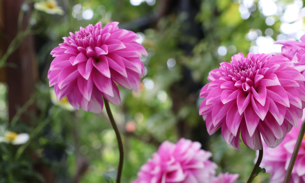 シン🌸母はショートステイ中✨リアが多忙の為💦低浮上です✨🙇‍♀️ tweet media