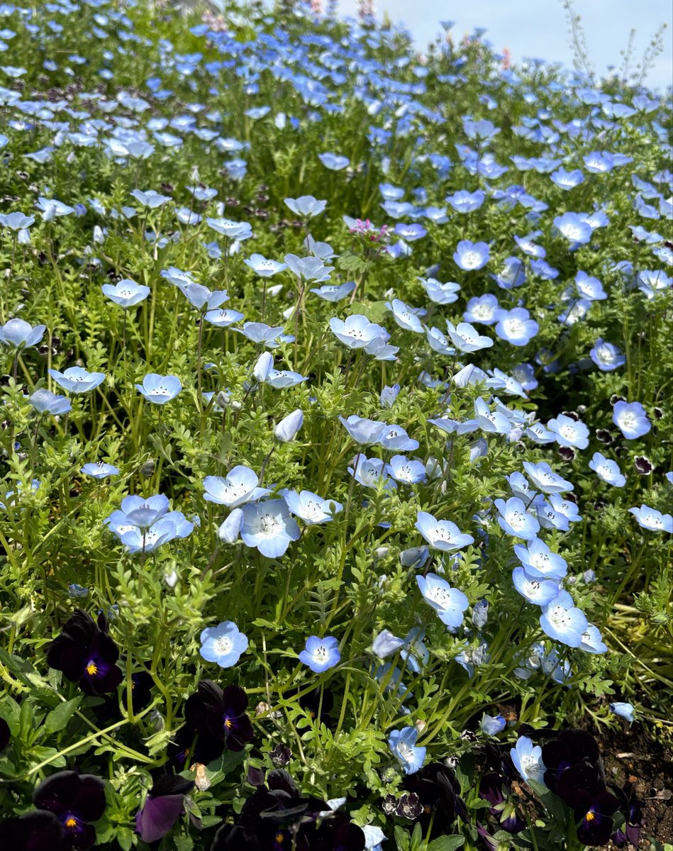 jgiwkma's tweet photo. 花っていいよね https://t.co/ncASSticOh