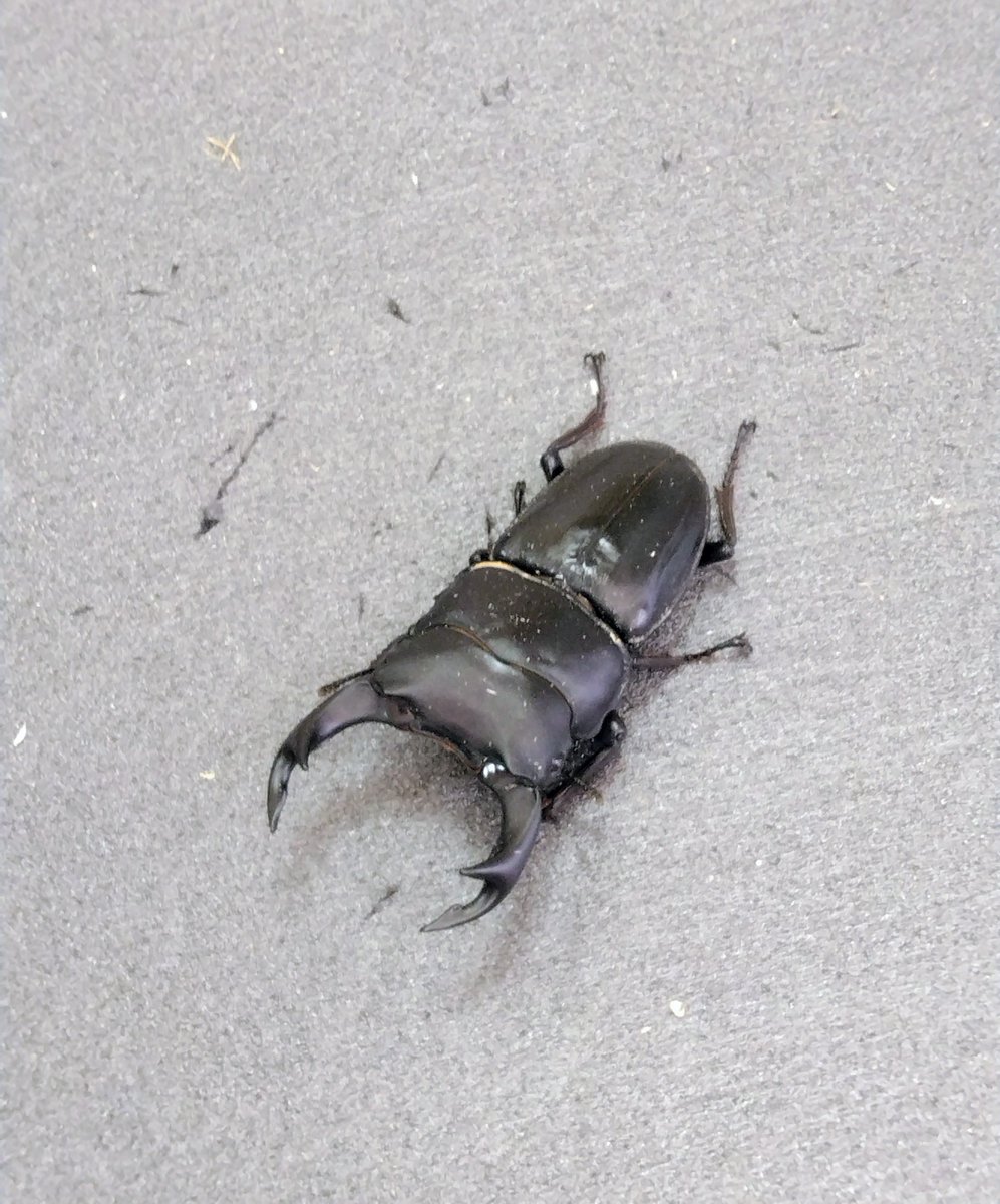 カブトクワガタ専門店 かぶとくわがたの基地 ユウタン tweet media