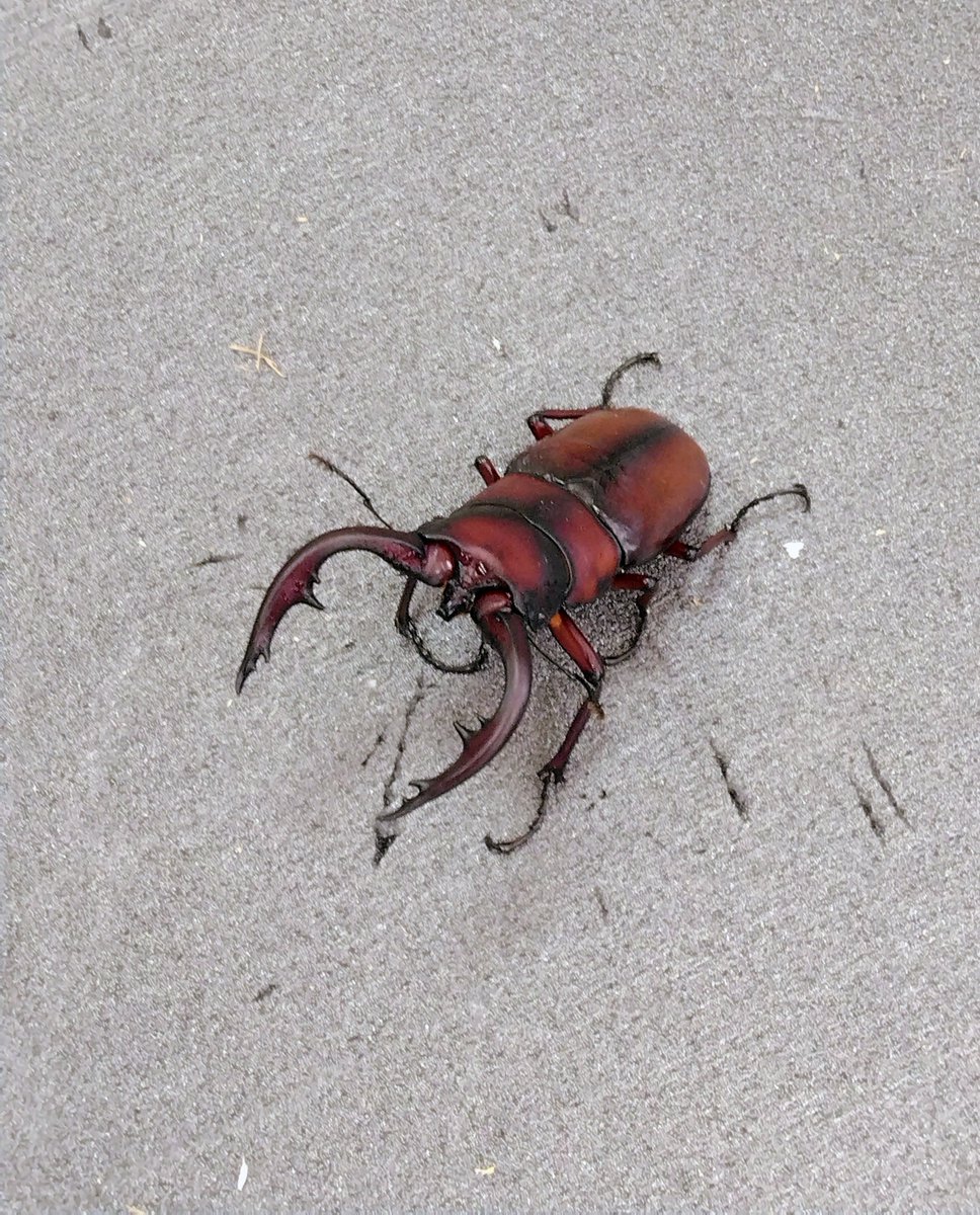 カブトクワガタ専門店 かぶとくわがたの基地 ユウタン tweet media