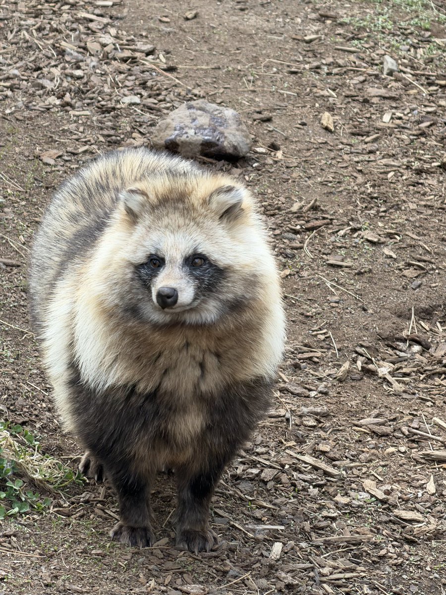 ペンギンに埋もれたい tweet media