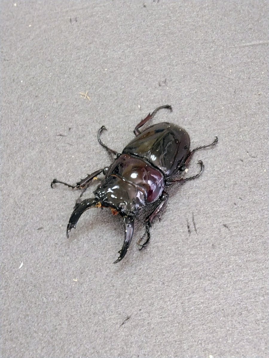カブトクワガタ専門店 かぶとくわがたの基地 ユウタン tweet media