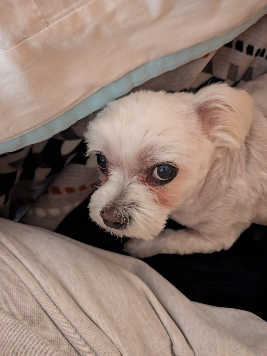 Club夜遊＠Twitch tweet media