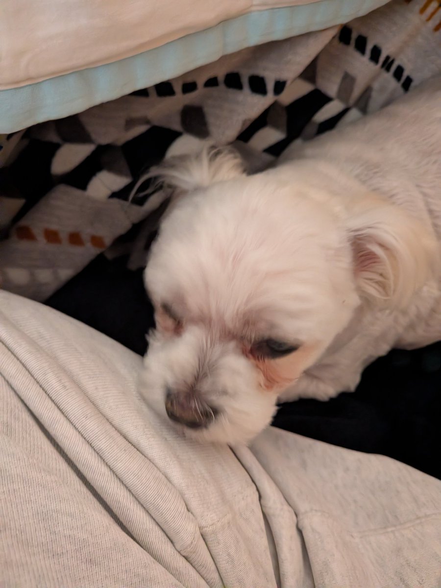 Club夜遊＠Twitch tweet media