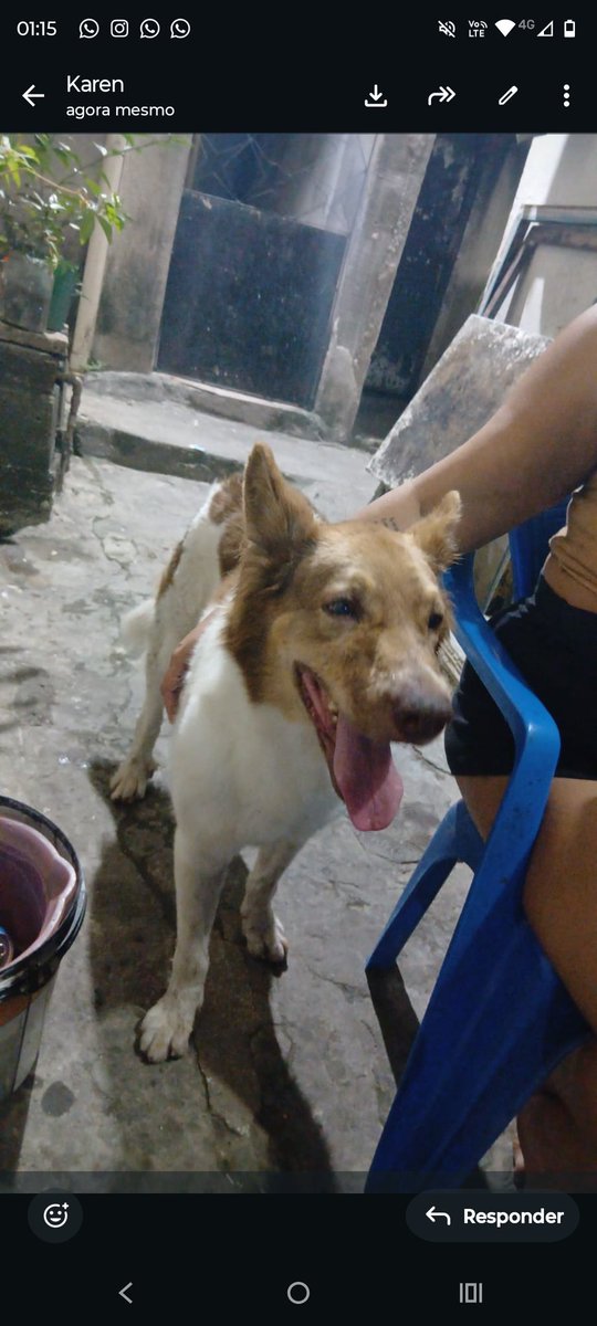SUELENARAUJOMO2's tweet photo. Gente perdido aqui na buriti..
Compartilha aí,até chegar nos donos ! https://t.co/B3N1TkYimw