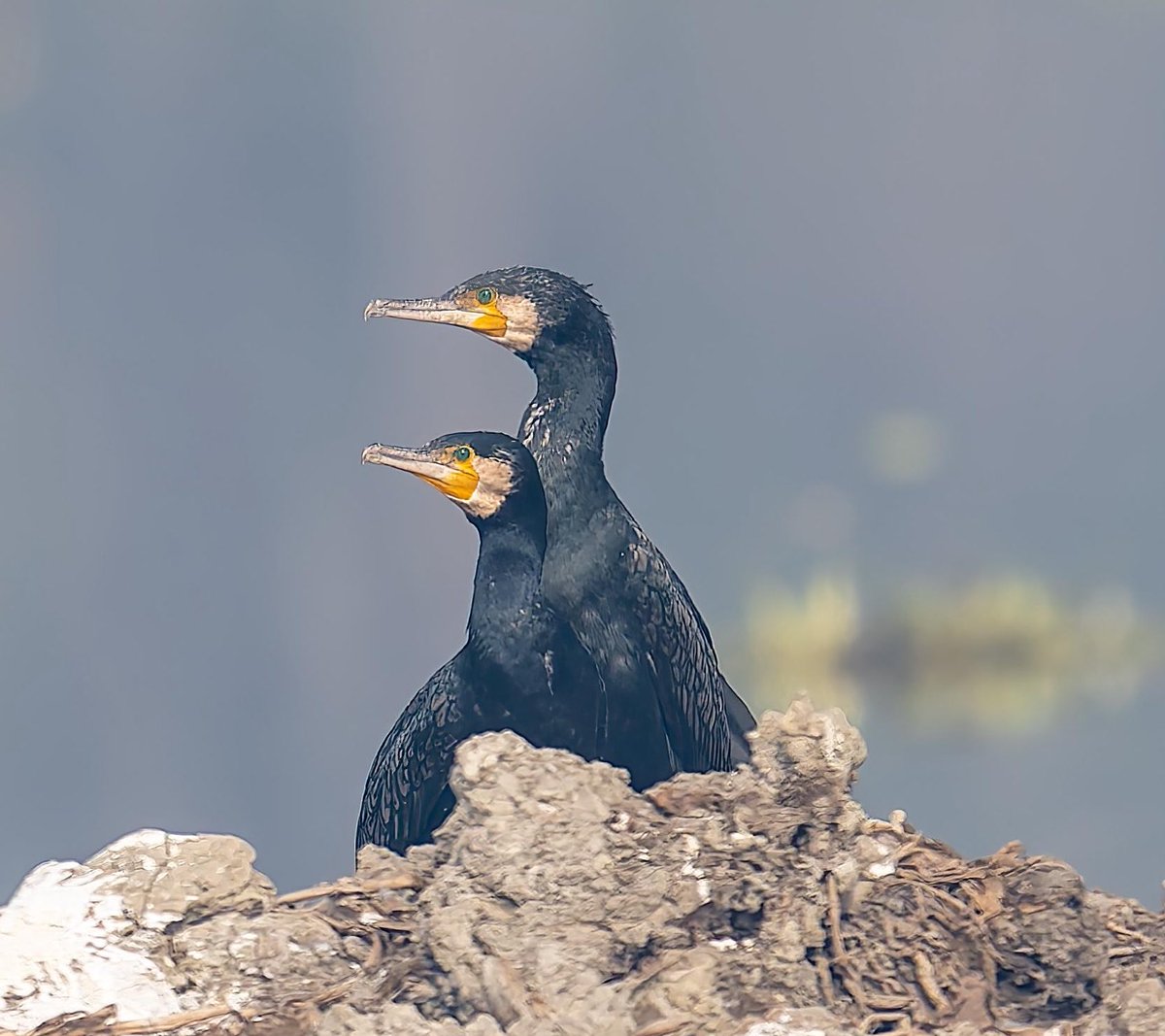 nisharai_ggc's tweet image. Rise and shine
#Summertime
#5amclub 
#Sunshinebymyside 
#cormorant #birds into most favourite pose post swim in the water spreads it wings to enjoy the morning breeze !
#NatureIsBeautiful @ParveenKaswan 
#IndiAves #nikonphotoe 
#Surajpur #Sunday #birdwatching