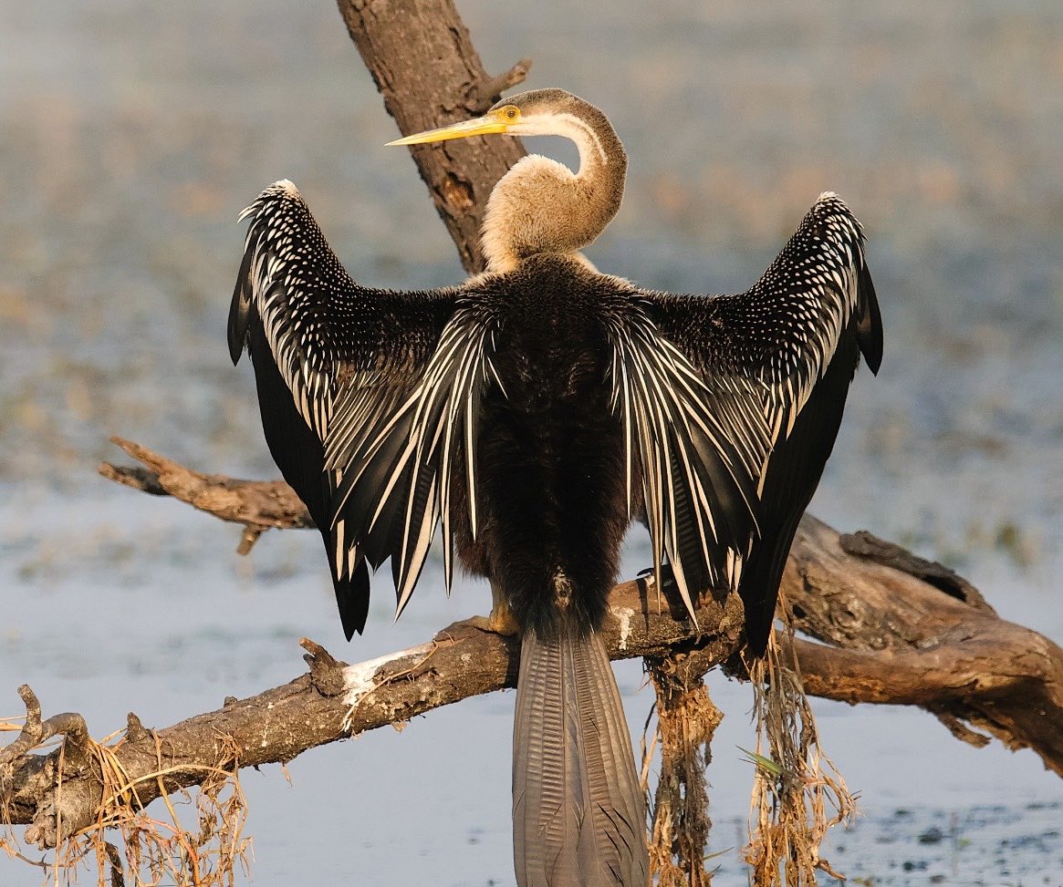 nisharai_ggc's tweet image. Rise and shine
#Summertime
#5amclub 
#Sunshinebymyside 
#cormorant #birds into most favourite pose post swim in the water spreads it wings to enjoy the morning breeze !
#NatureIsBeautiful @ParveenKaswan 
#IndiAves #nikonphotoe 
#Surajpur #Sunday #birdwatching