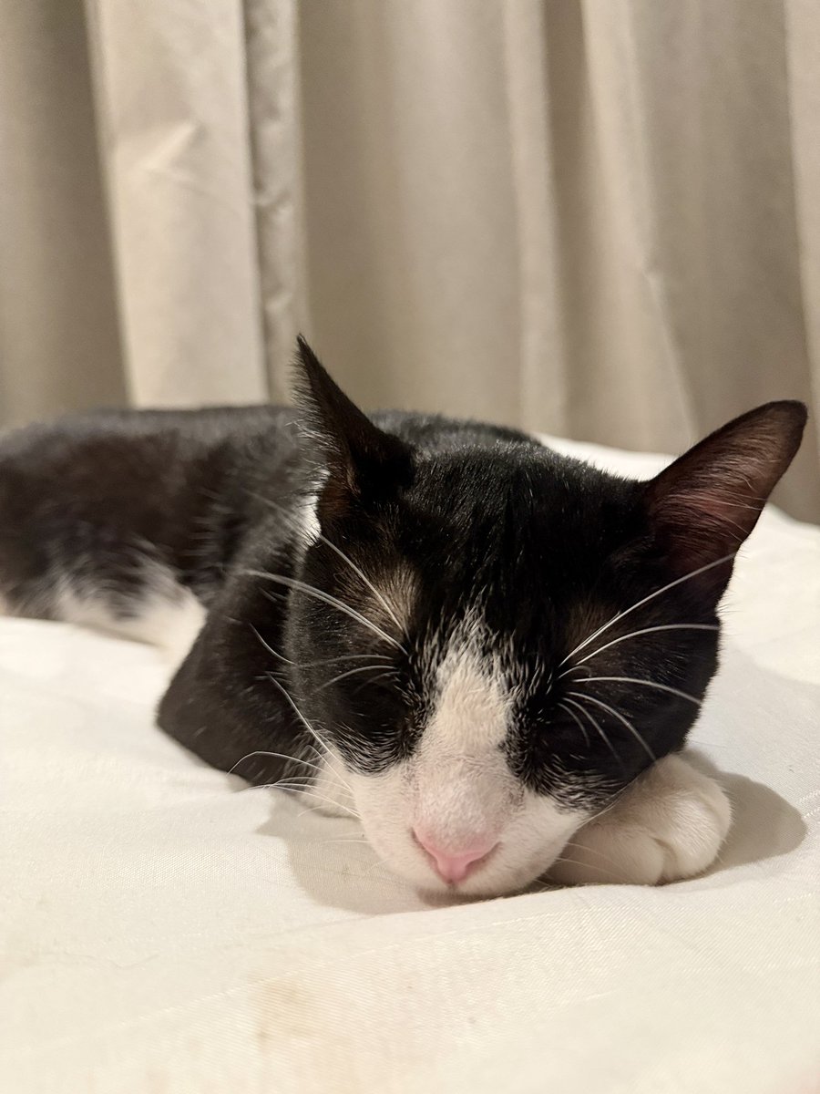 Our first cat, rescued from a remote area
He’s been with us for 1.5yrs now 🤍🖤
