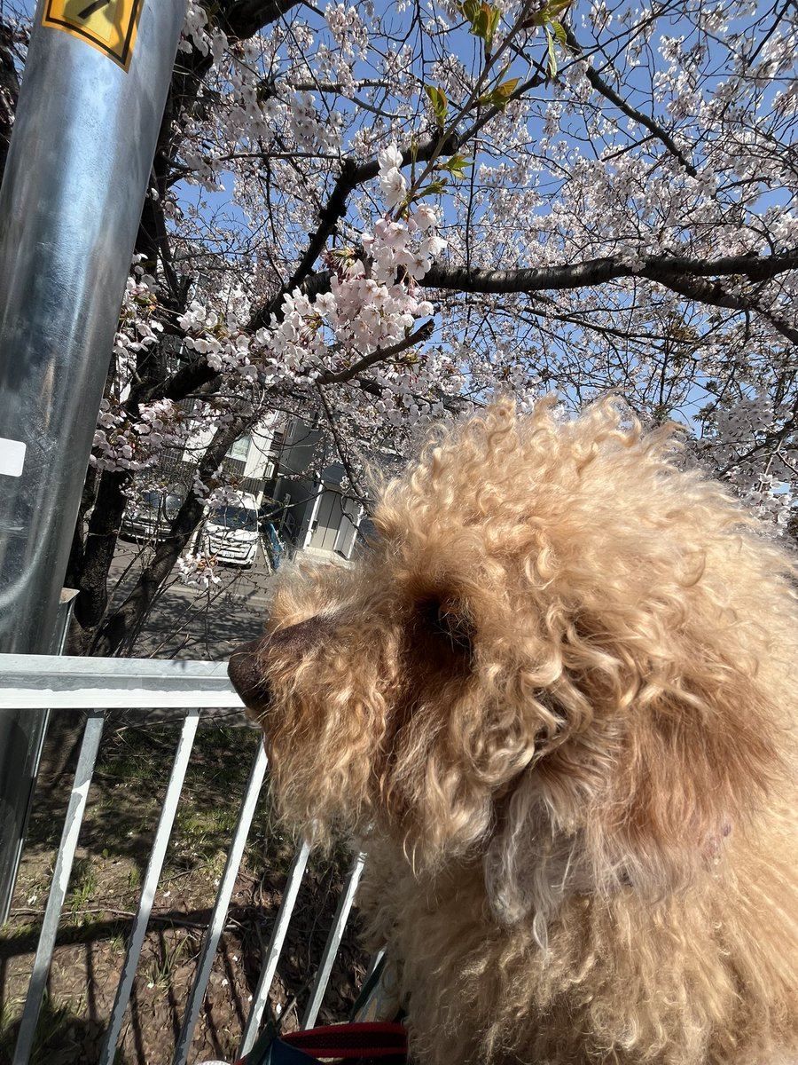4/29スピリチュアルラウンジでまいごライブあります！hoolayの初企画です！画像、タイムテーブル、ご確認ください！まだまだ取り置きお待ちしております！
朝練でした！喃語武田くんも含め全員満身創痍でした！健康第一R-1！練習終わってから犬と花見に行きました！春はいいね！歌はいいねシンジくん！