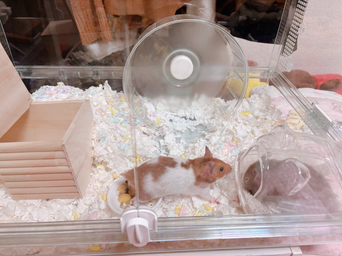 あおみみ🐹(みーちゃん) tweet media