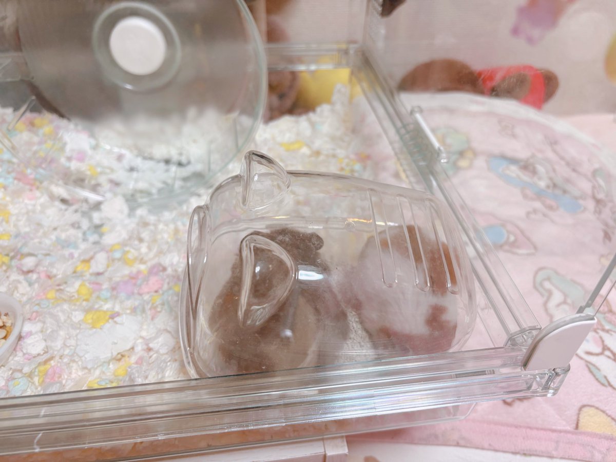 あおみみ🐹(みーちゃん) tweet media