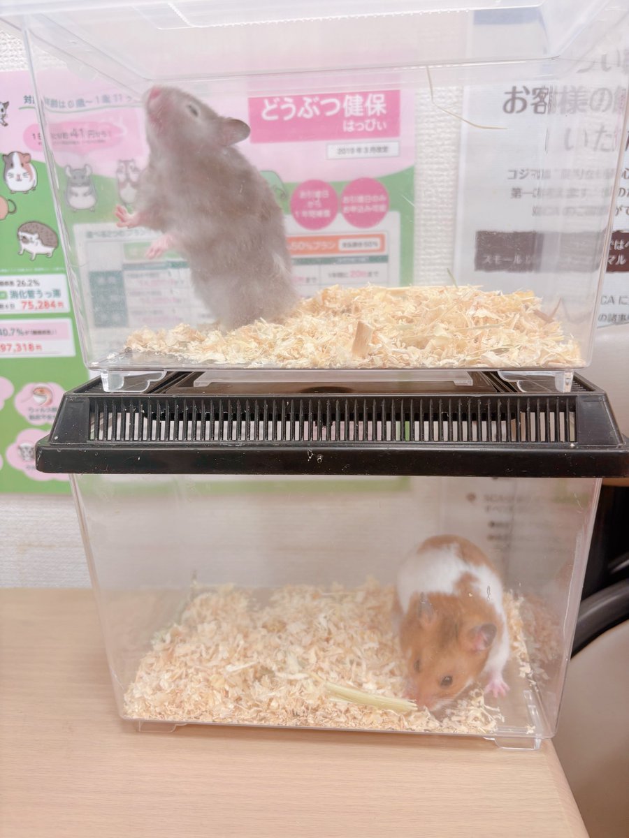 あおみみ🐹(みーちゃん) tweet media