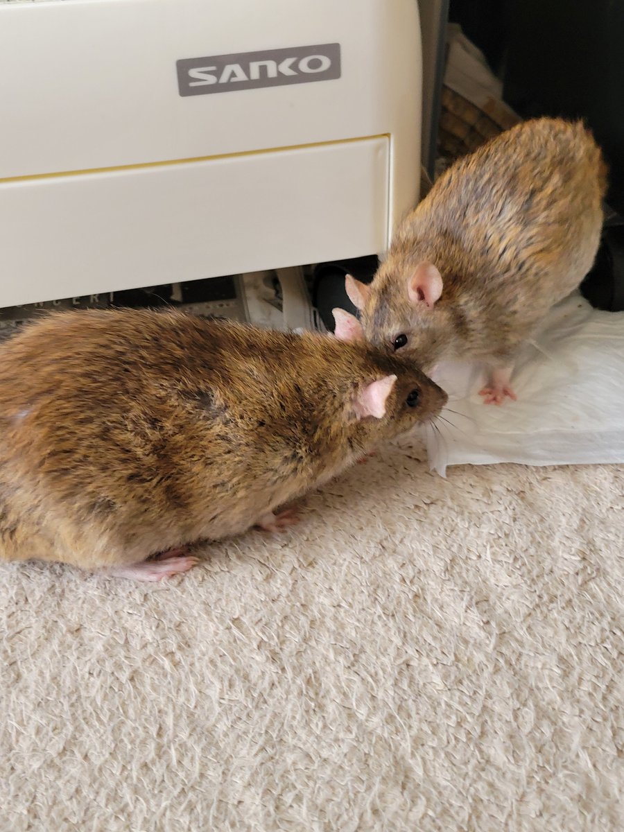 ﾋｿﾋｿ

#ファンシーラット の ちち &amp; ぱい