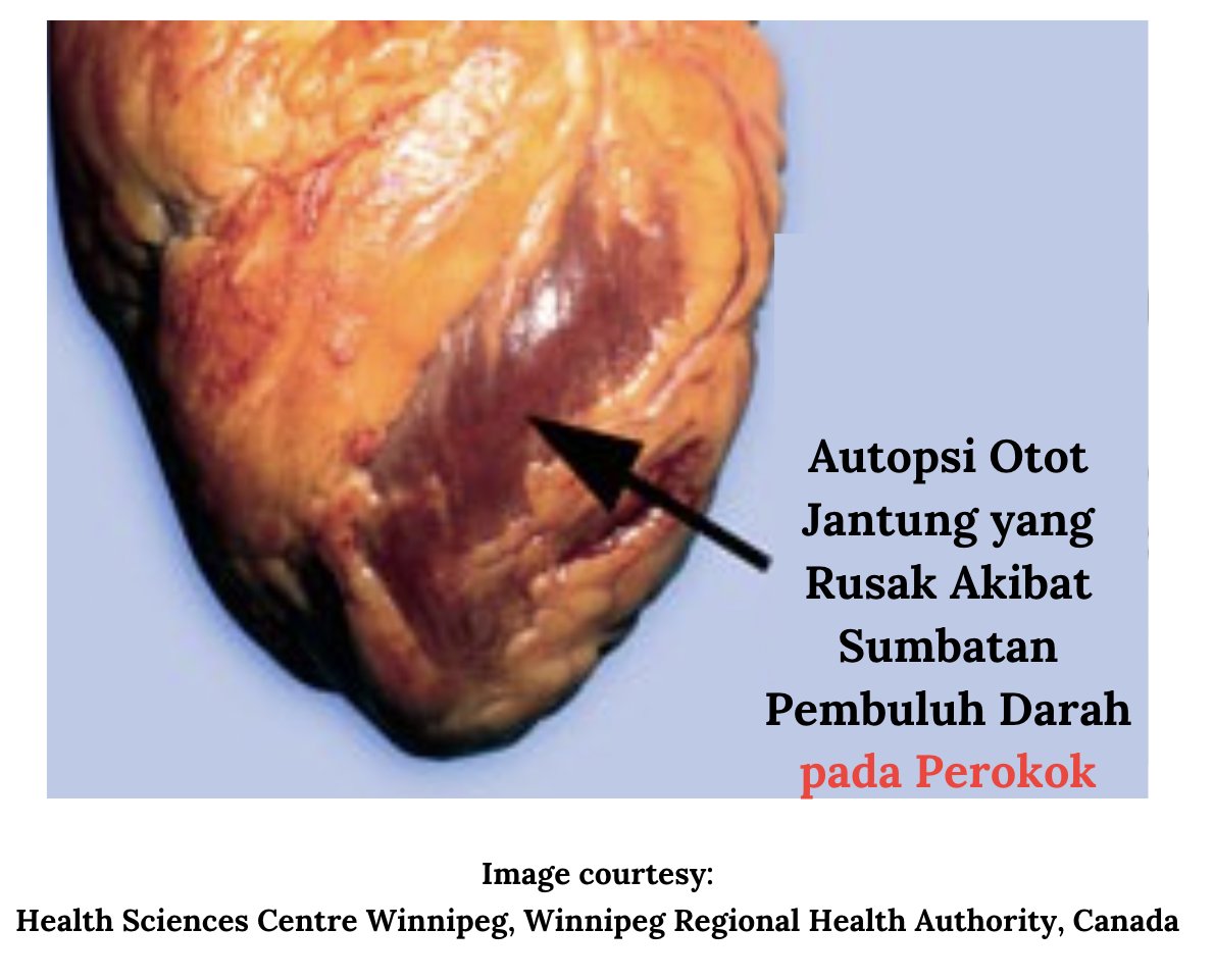 dr. Adam Prabata tweet media