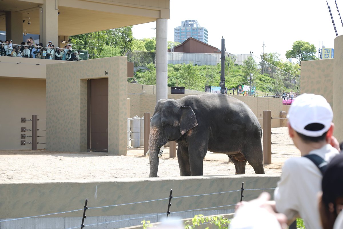 toshi1213_f1's tweet image. 先日オープンした新ゾウ舎🐘✨️
たくさんの人で賑わってました😊

#天王寺動物園 #ゾウ #Elephant