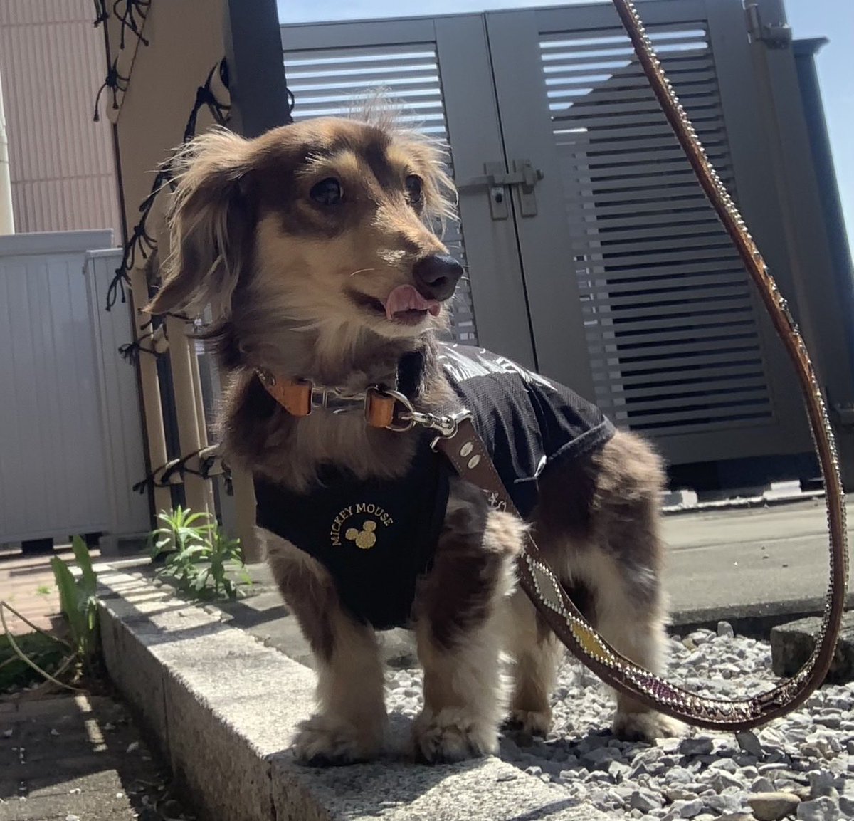 RonOto9134's tweet photo. 今日のおとくん🐕💕 https://t.co/uF4EkPwcEJ