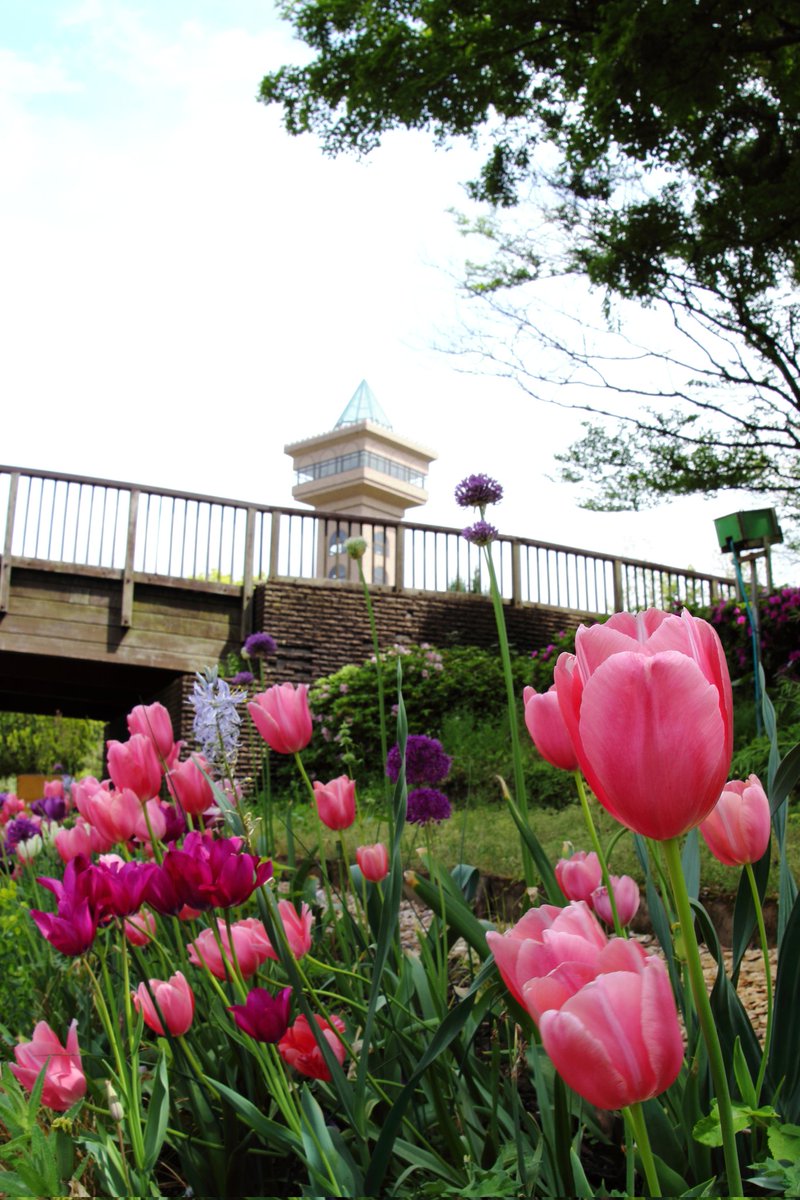 cappuccin45321's tweet image. #CANON #EOS #Kiss X7
SIGMA 15mm F2.8 EX DG DIAGONAL FISHEYE
EF70-200mm F4L IS USM
にて

チューリップが綺麗でした

#カメラ
#camera
#キヤノン
#EOSKISS
#Kissカメラ
#EOSKissX7
#相模原公園
#相模原麻溝公園