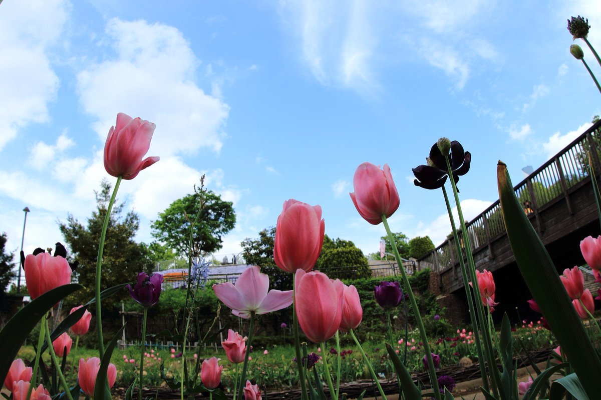 cappuccin45321's tweet image. #CANON #EOS #Kiss X7
SIGMA 15mm F2.8 EX DG DIAGONAL FISHEYE
EF70-200mm F4L IS USM
にて

チューリップが綺麗でした

#カメラ
#camera
#キヤノン
#EOSKISS
#Kissカメラ
#EOSKissX7
#相模原公園
#相模原麻溝公園