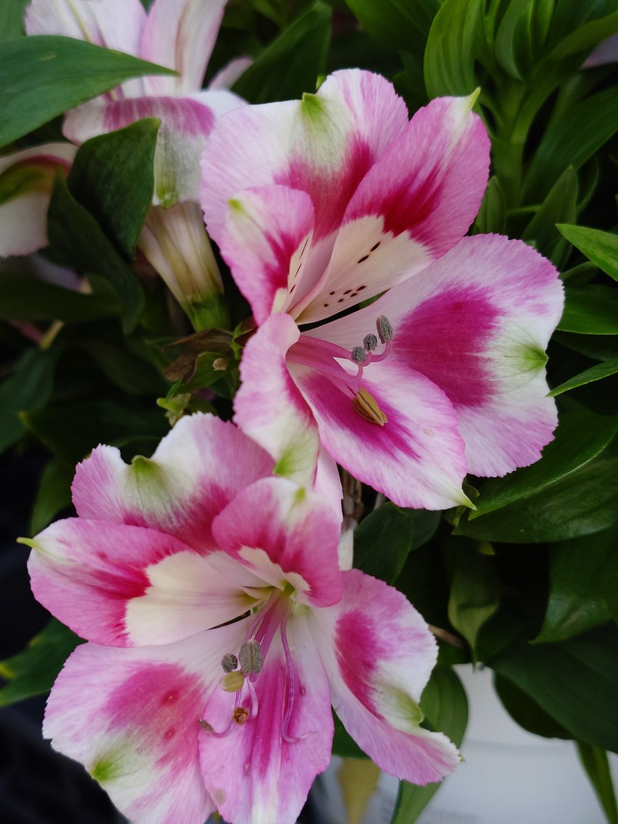 𓁞𓋹 𝙼𝚊𝚊𝚊𝚌𝚘 𓏣𓁙 tweet media