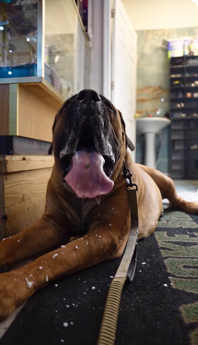 freeuseslave69's tweet image. 🥵 big dog tongues make me wanna goon so bad
#knotty #k9 #tongue #zoo