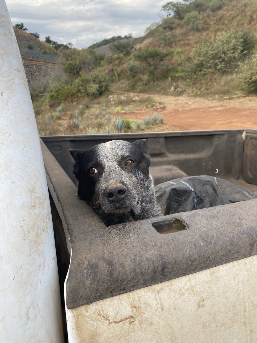 Pekosbill tweet media