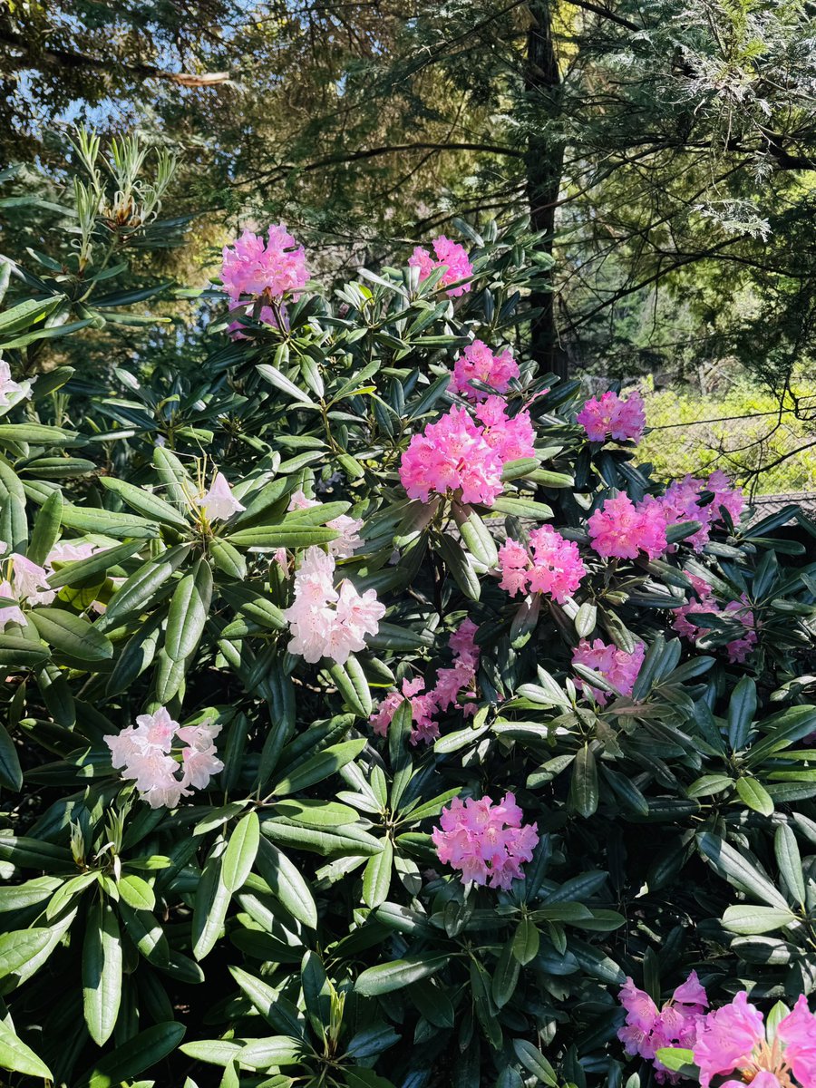 石楠花を見に来た。 年配の方たちがロンT見てどこに売ってるのか聞きた